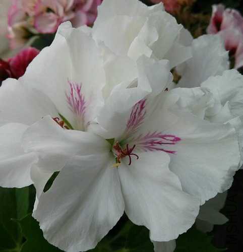 qq_pic_merged_1509626272095.jpg
