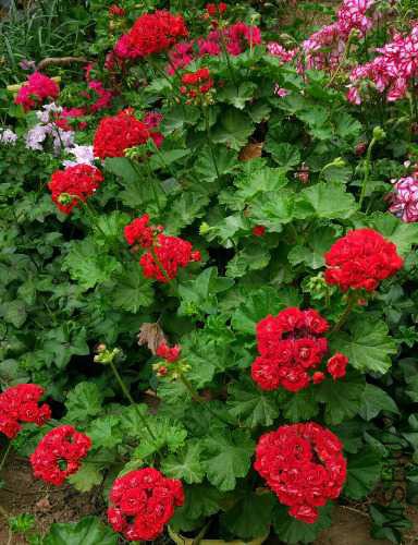 qq_pic_merged_1508506831690.jpg