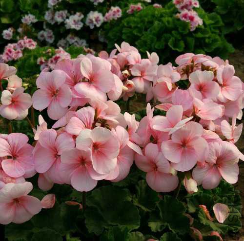 qq_pic_merged_1508159886852.jpg