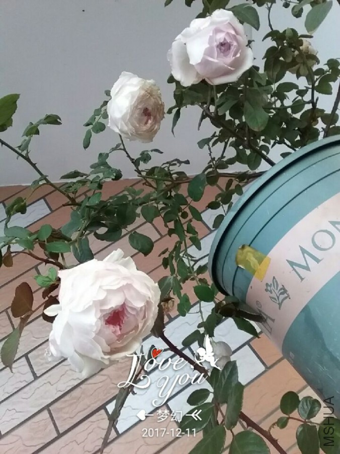 QQͼƬ20171211084008.jpg