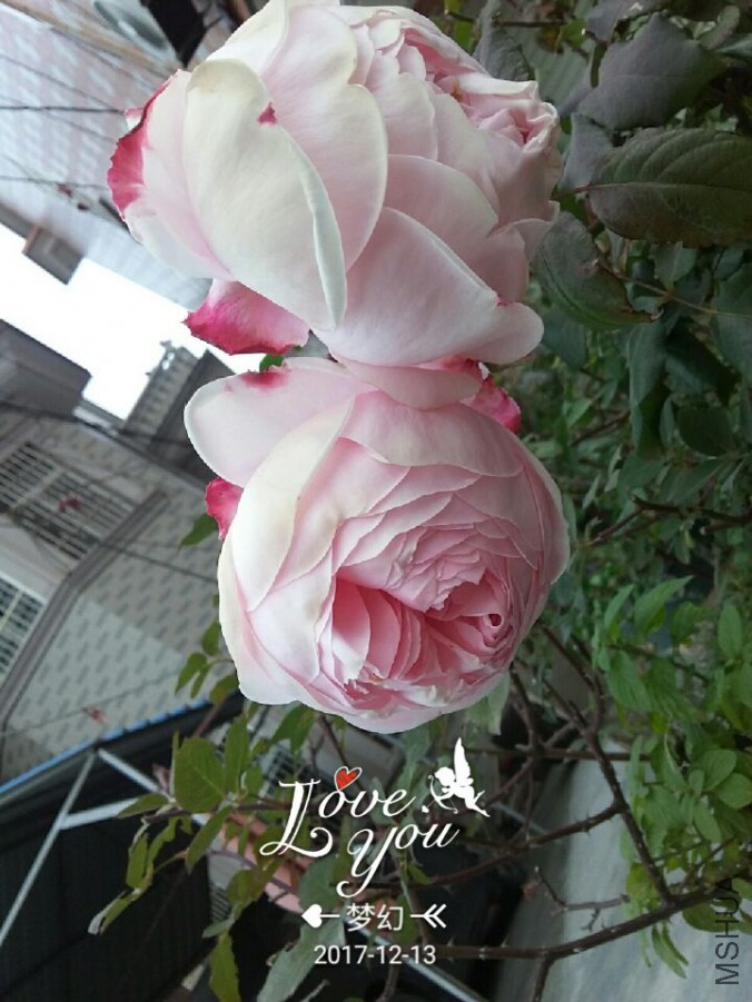 QQͼƬ20171213101627.jpg