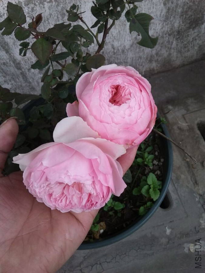 QQͼƬ20171213101621.jpg