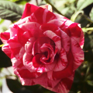 IMG_2467.JPG