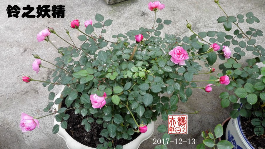 IMG_20171213_160137.jpg