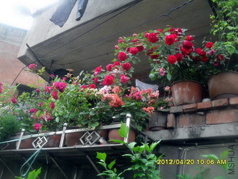 SDC12310.jpg
