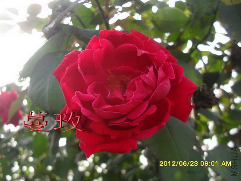 SDC13442.jpg