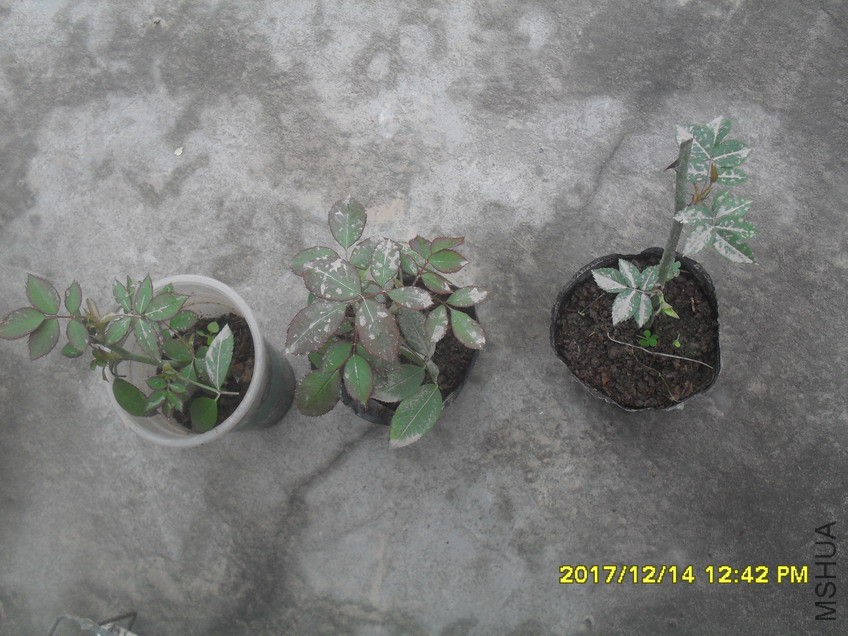 SDC15249.jpg