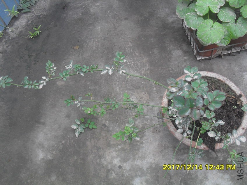 SDC15251.jpg