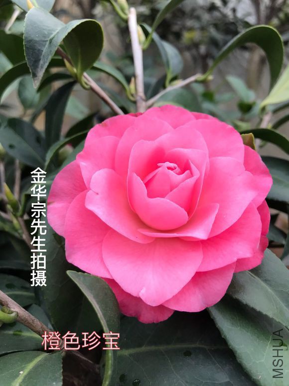972bd40735fae6cdad5e9deb04b30f2443a70f55.jpg