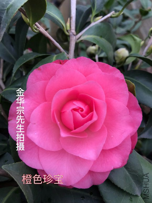 55fbb2fb43166d22649d231e4d2309f79152d255.jpg