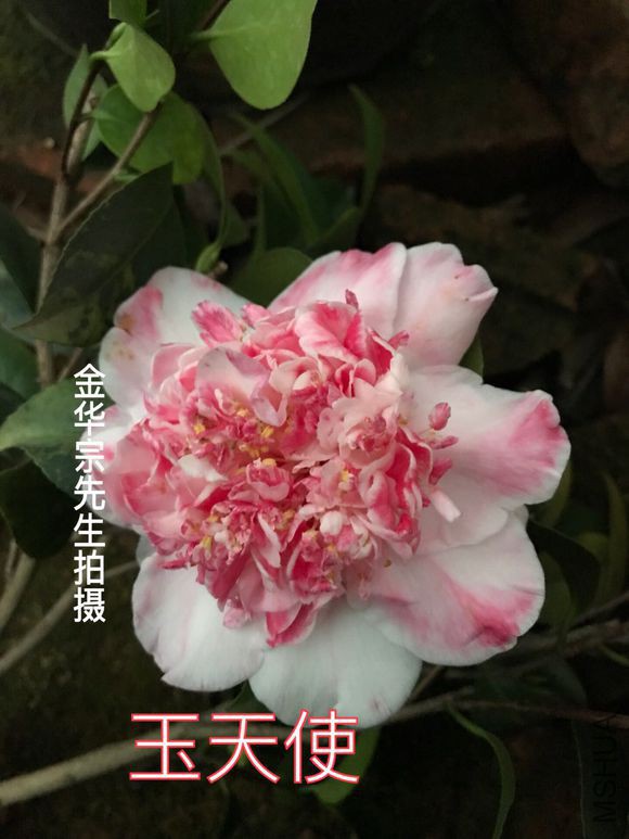 a9ec8a13632762d0a7754337abec08fa503dc6eb.jpg