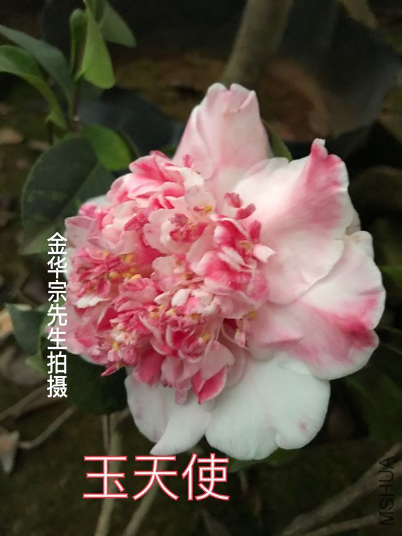 7d1ed21b0ef41bd554c40f7c5ada81cb38db3da7.jpg