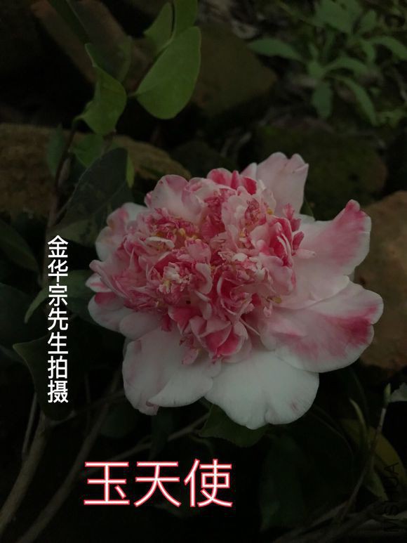 a786c9177f3e6709284ba27730c79f3df9dc55eb.jpg