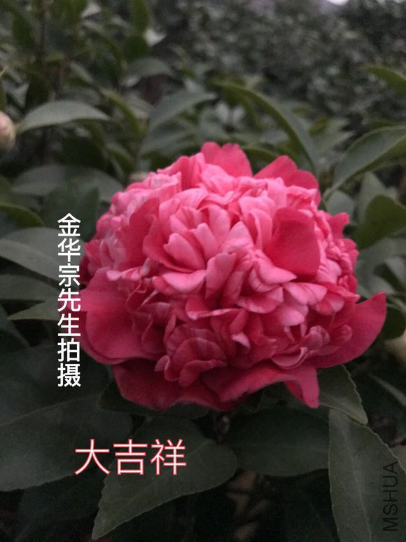 4fc2d5628535e5dd4af741577dc6a7efcf1b625b.jpg