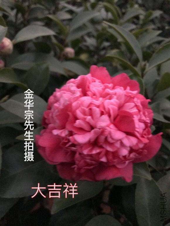 d9f9d72a6059252da2ccf98c3f9b033b5ab5b95b.jpg