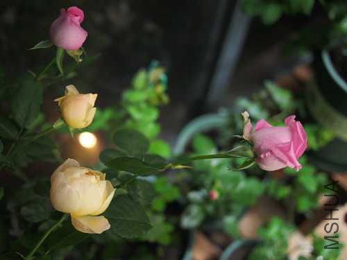 PC144024.JPG