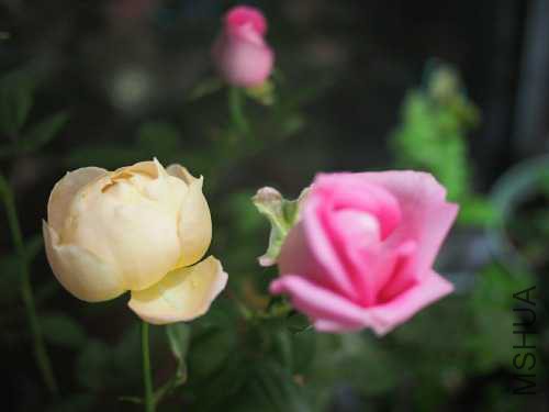 PC144025.JPG
