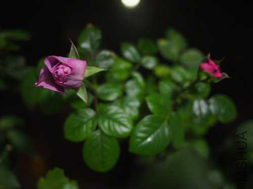 PC144029.JPG