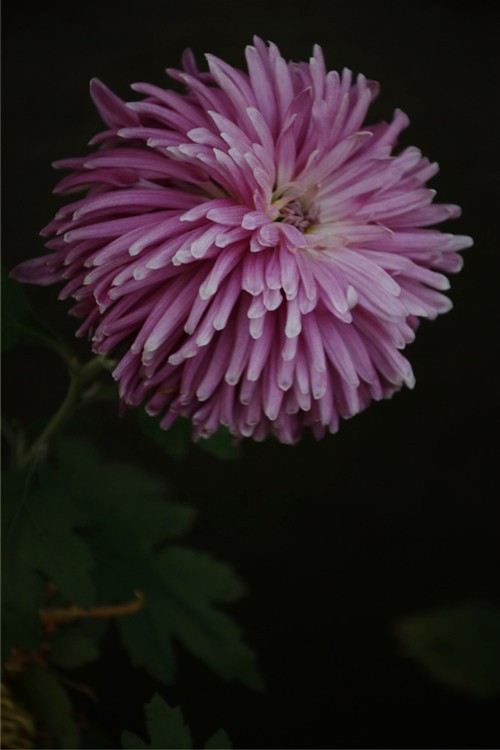 IMG_2912_����.jpg