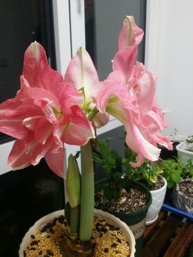 ΢��ͼƬ_20171215095247.jpg