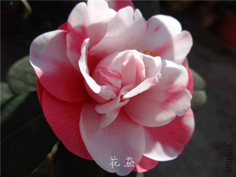DSC03121.jpg