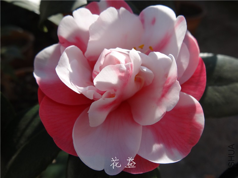 DSC03117.jpg