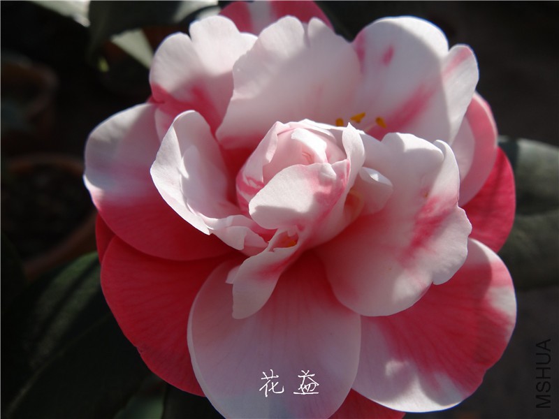 DSC03120.jpg