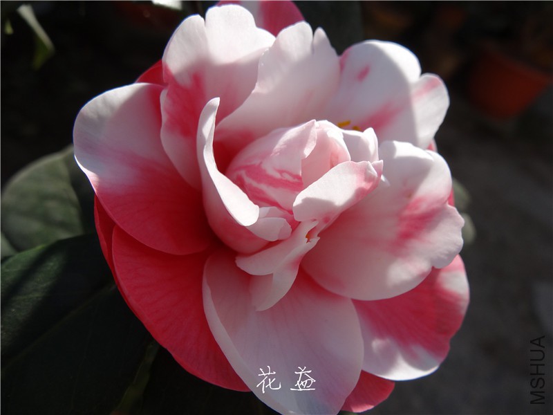 DSC03118.jpg