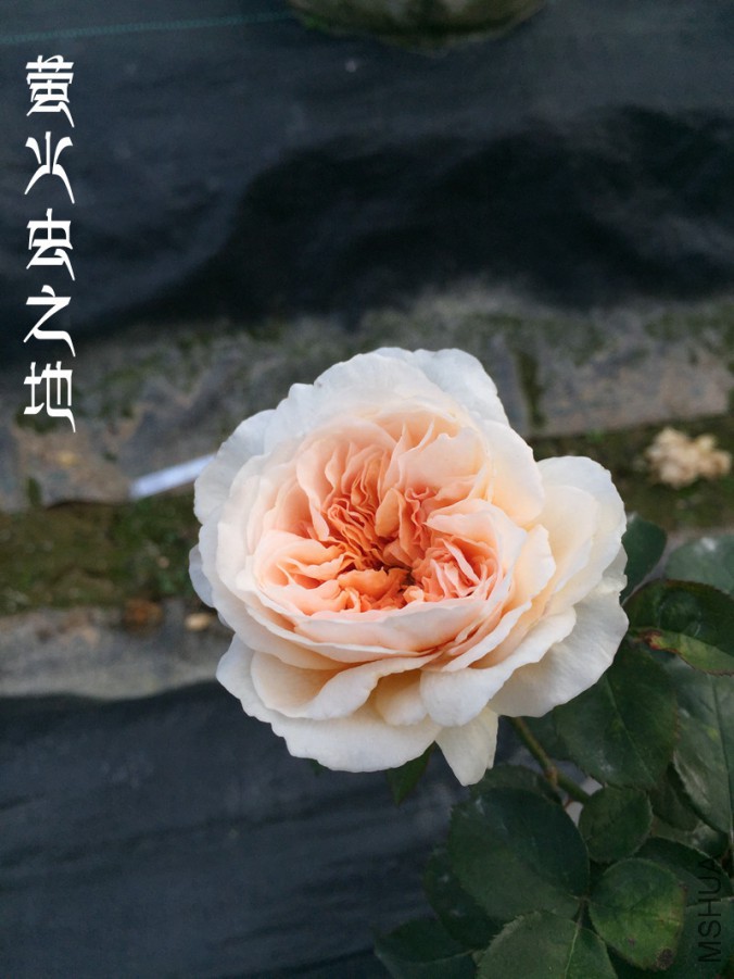 ө���֮��.jpg