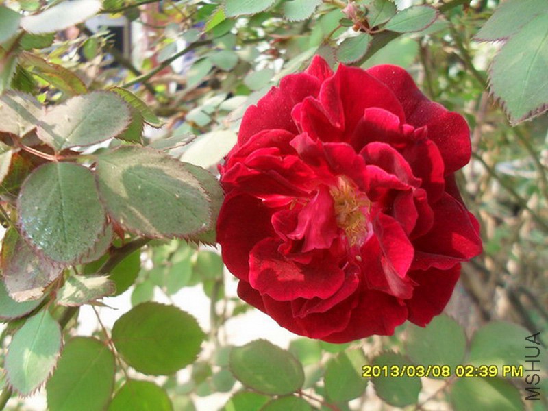 SDC15392.jpg