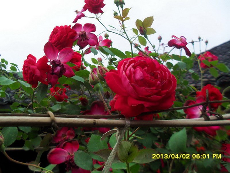 SDC16410.jpg