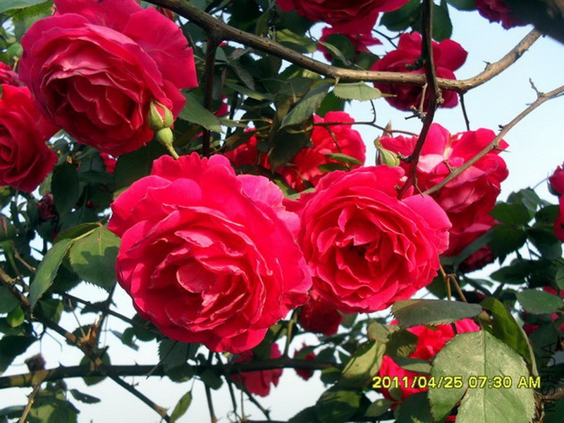 SDC18928.jpg