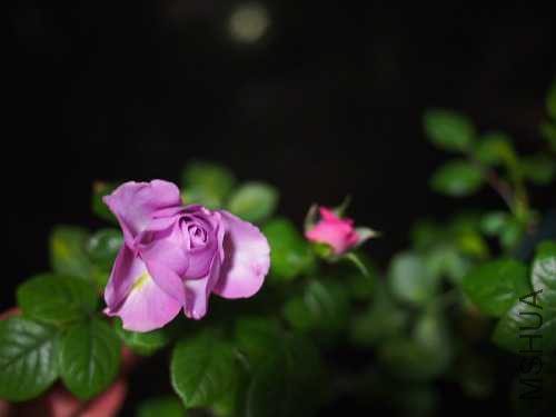 PC154040.JPG