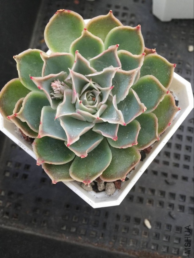 ������