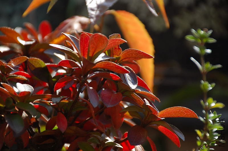DSC_49480041.JPG