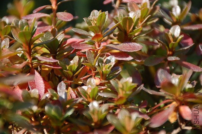 DSC_49310024.JPG