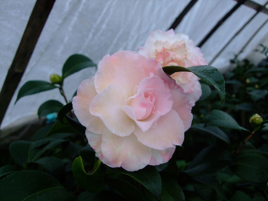 �������� 2017-12-18 012.jpg