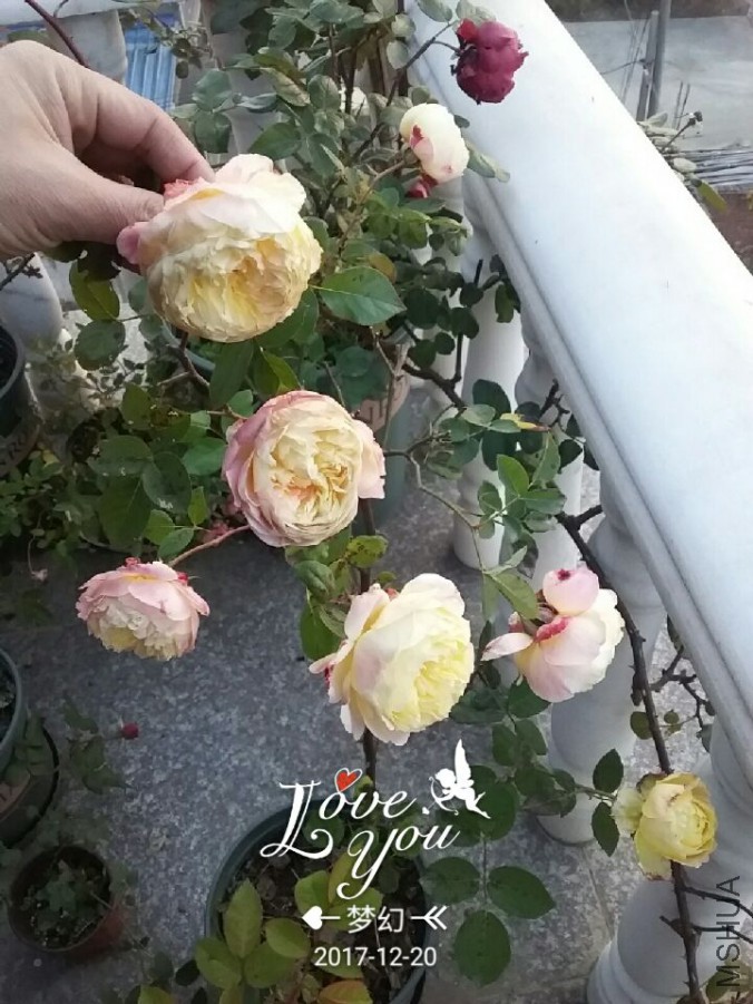 QQͼƬ20171220084152.jpg