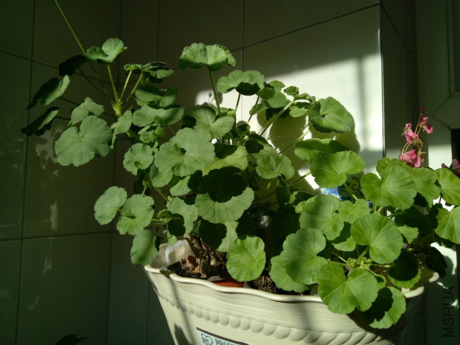IMG20171222123741.jpg