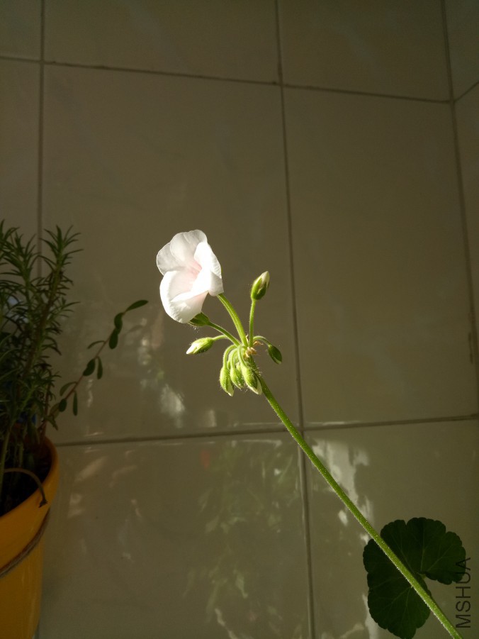 IMG20171222123748.jpg