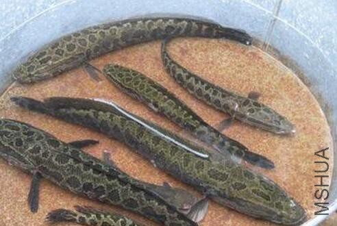 ������������㳤�������