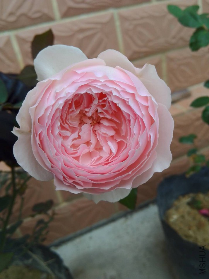 webwxgetmsgimg (5).jpg