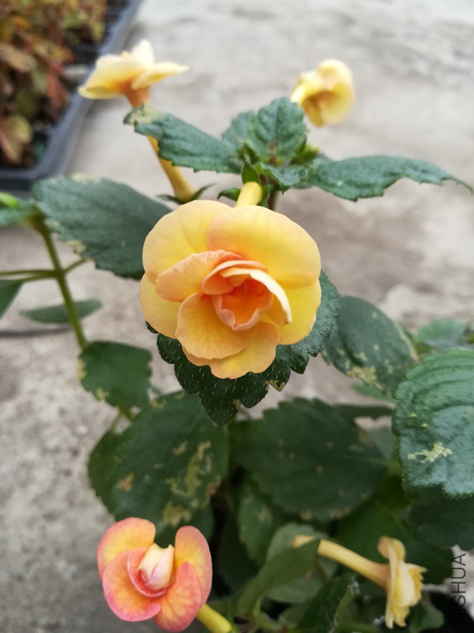 IMG_20171014_095154.jpg