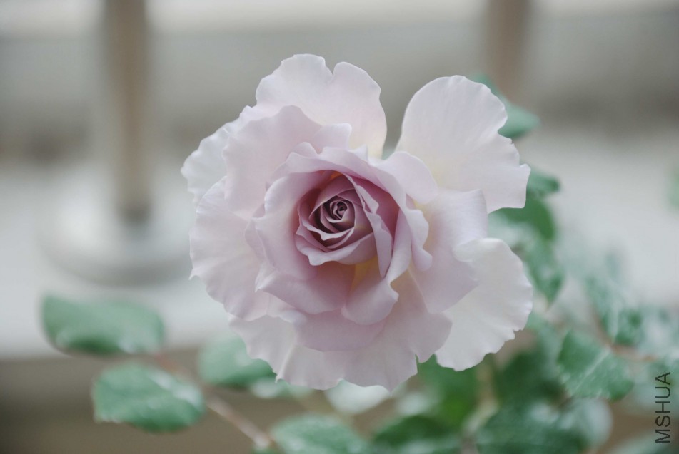 DSC_8662_����.jpg
