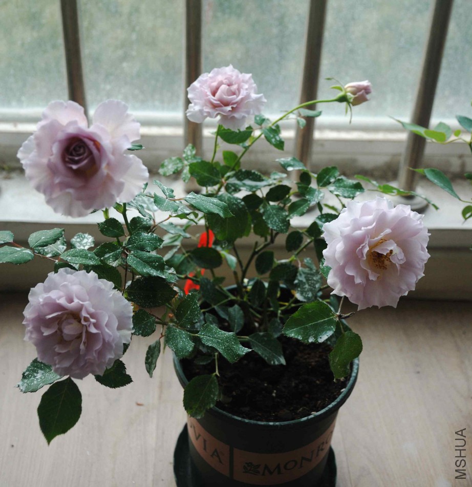 DSC_8663_����.jpg