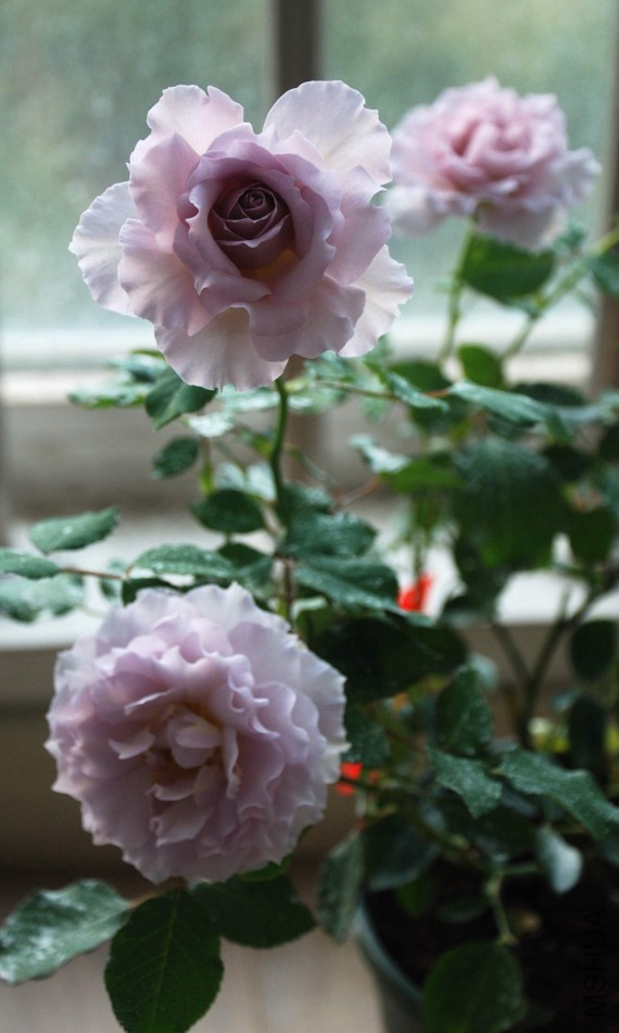 DSC_8665_����.jpg