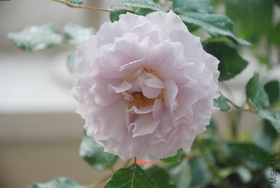 DSC_8668_����.jpg
