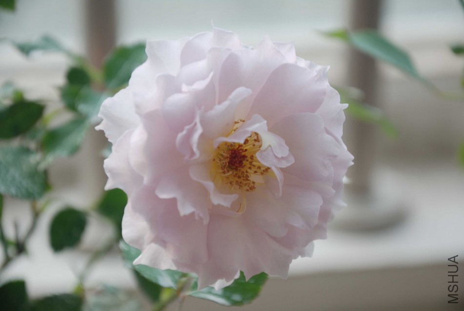 DSC_8669_����.jpg