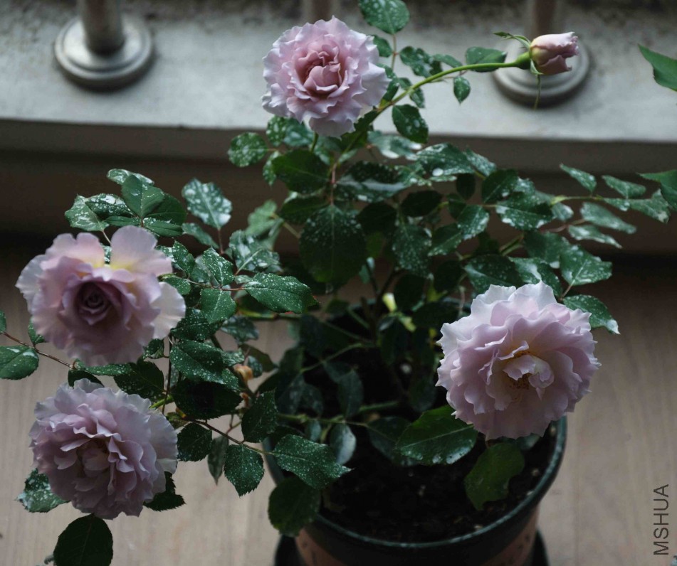 DSC_8671_����.jpg