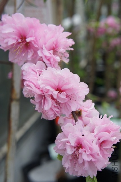 hinanotaki0418-2.jpg